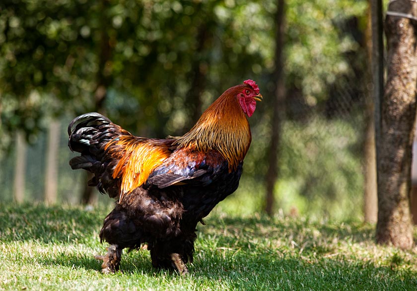 Gallo Brahma - Passo del Lume Spento