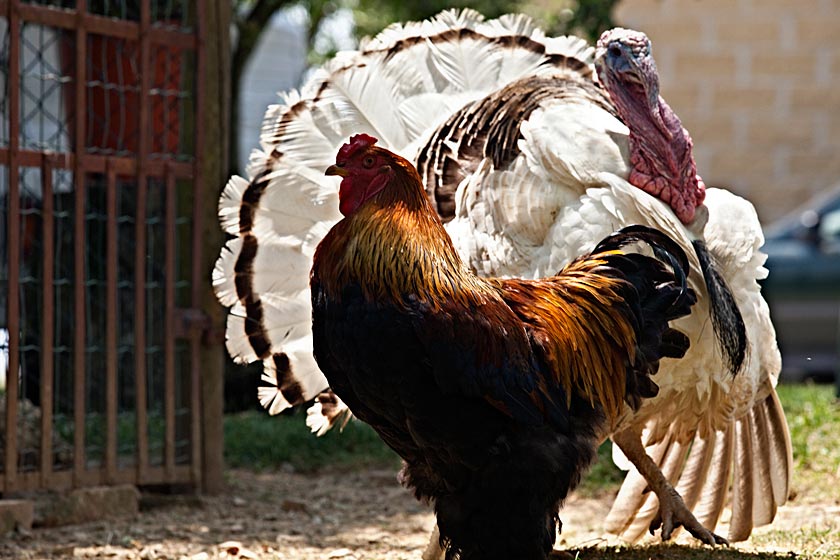Turkey and Brahma Cock - Passo del Lume Spento